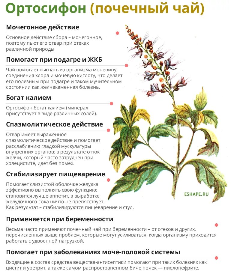 Какие травы можно при почках. Ортосифона почечный чай. Почечная трава ортосифон. Ортосифон тычиночный (почечный чай) "гербарий". Почечный чай ортосифон состав.