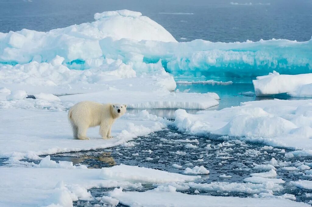 Эмблема национального парка русская арктика. Номер телефона арктики. Пейзаж с айсбергом. Номер телефона арктики. Парк русская арктика архангельск.