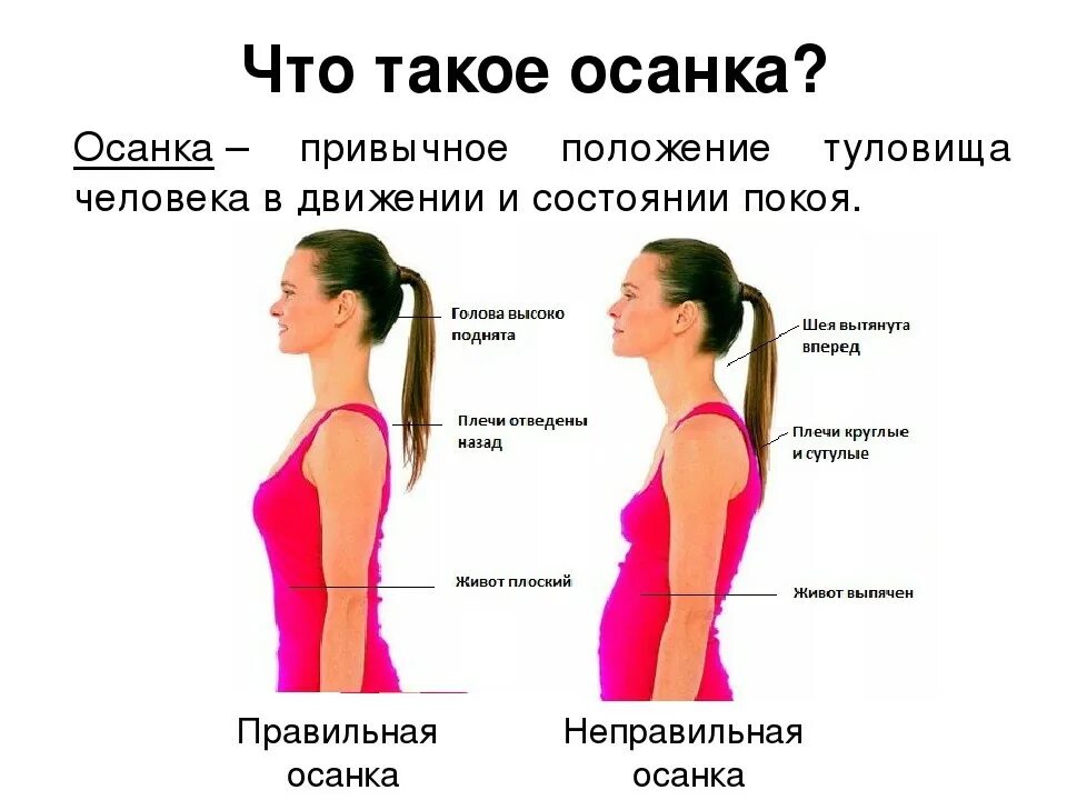 Какие мышцы осанку