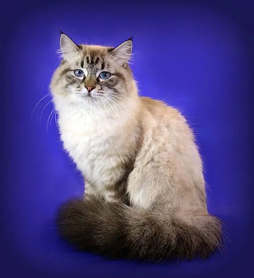 невская маскарадная блю пойнт. вес маскарадной кошки. сиамская невская маскарадная. невская маскарадная голубоглазая. невская маскарадная кошка косоглазая.