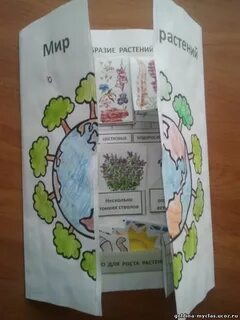 Лэпбук покрытосеменные