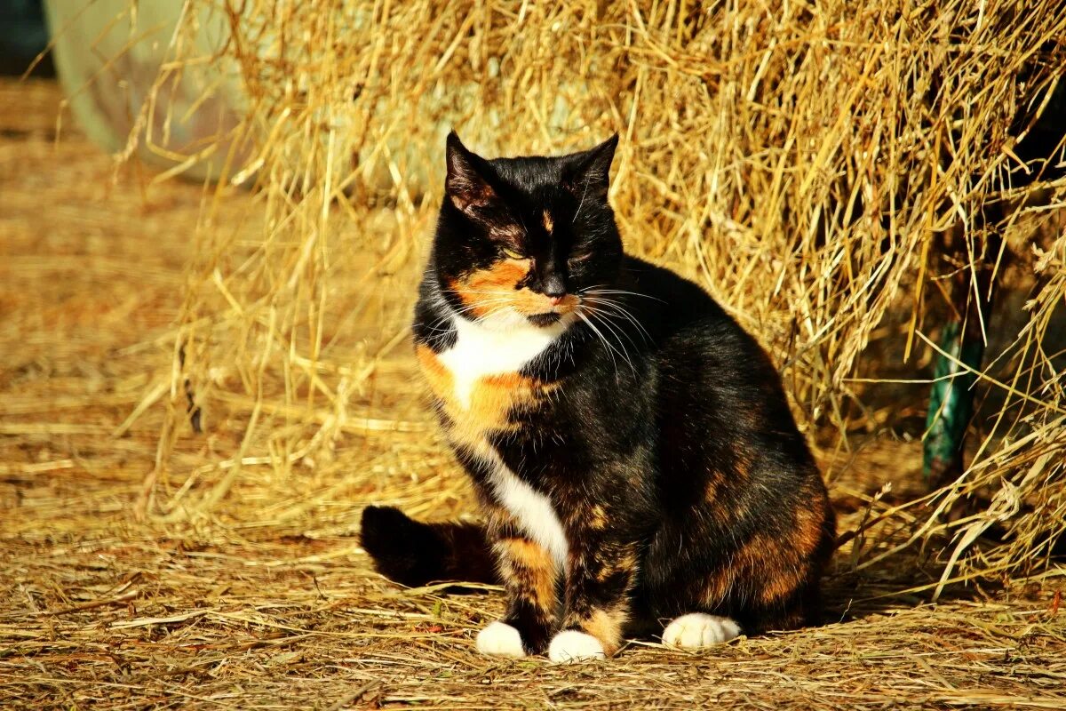 Сибирская крысоловка. Домашние кошки. Кошка домашняя. Трёхцветная кошка