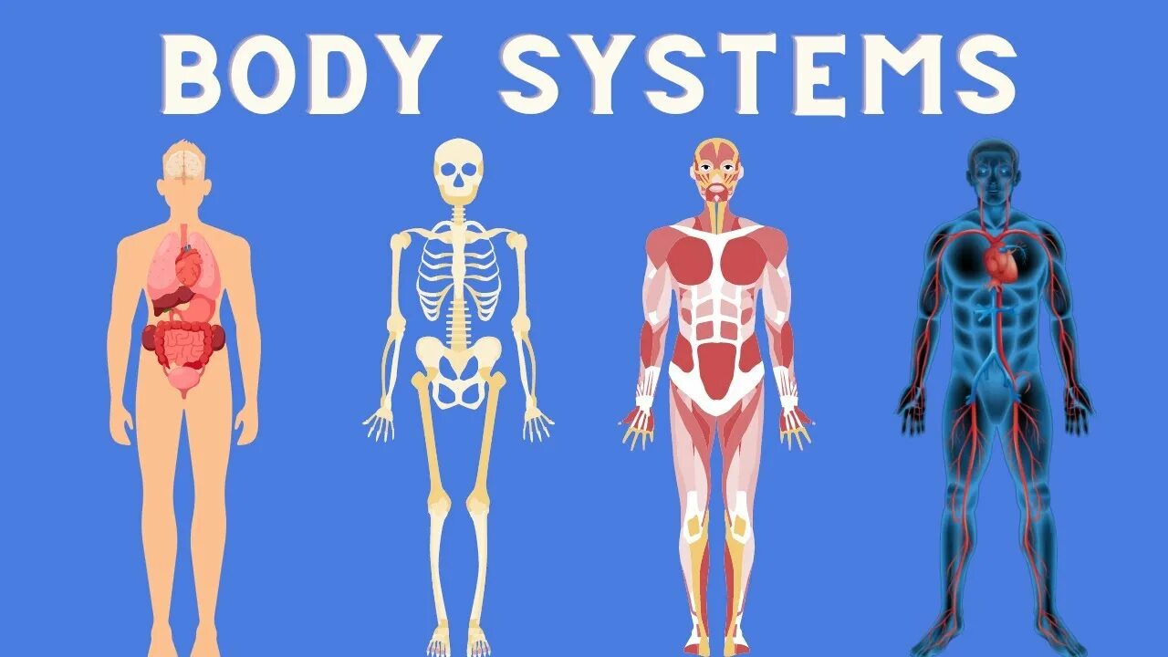Systems of the body текст. Тело человека. Organ system. Body systems. Body systems.