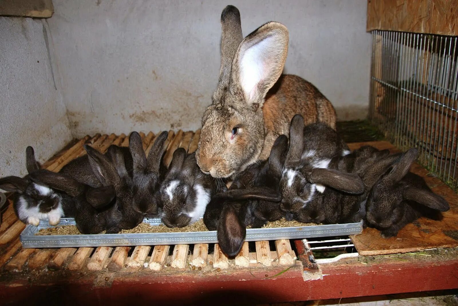 Сколько месяцев крольчихи. Кролики. Плодовитость кроликов.