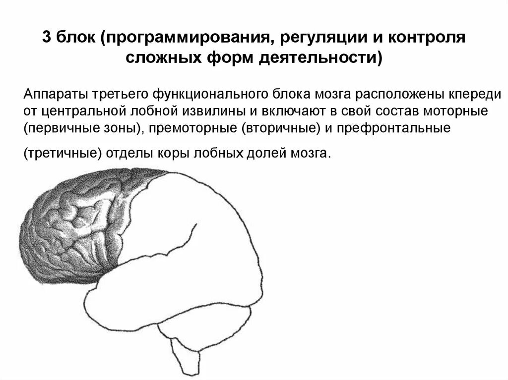 Функциональные состояния головного мозга. 1 Функциональный блок мозга Лурия. Три блока головного мозга Лурия. Блоки мозга по Лурия 1 блок. Нейропсихология Лурия 3 блока мозга.