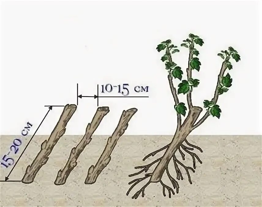 Размножение смородины черенками летом. Размножение смородины черенками летом. Зеленые черенки смородины красной. Размножение смородины черенками летом. Смородина размножается отводками.