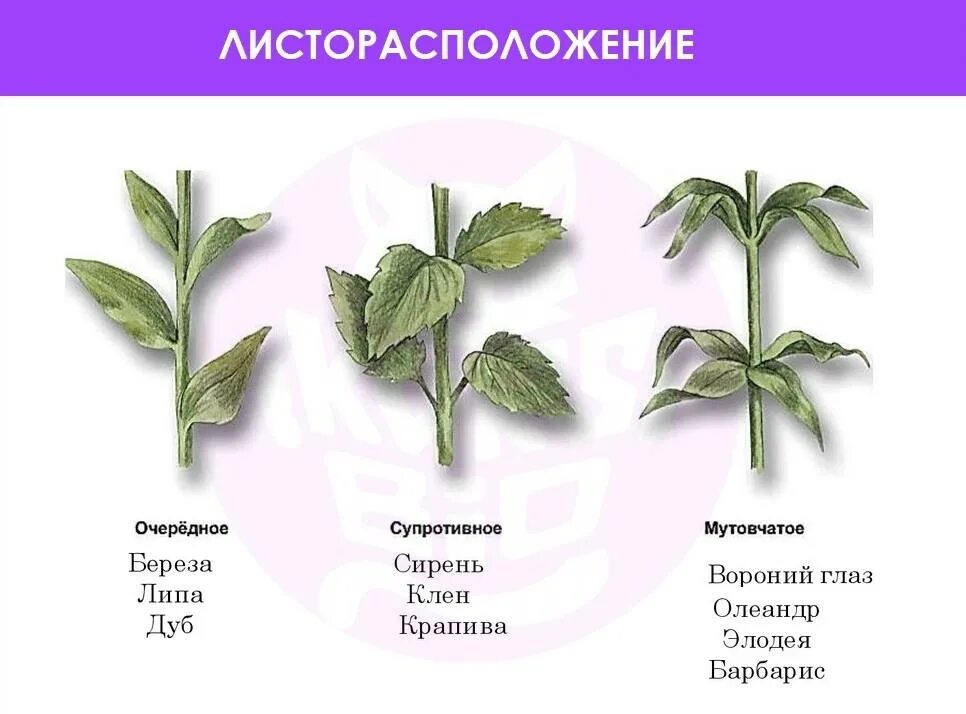 Сирень расположение листьев. Тип листорасположения у липы. Листорасположение томата. Тип листорасположения у крапивы. Листорасположение 6 класс биология.