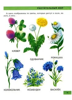 Полевые цветы для детей