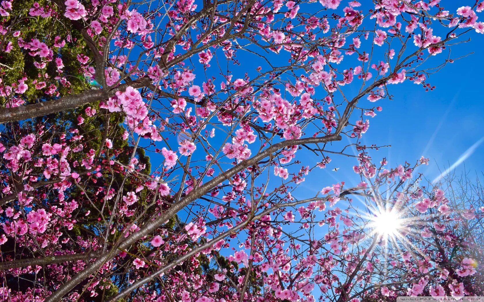 Big blossom. Сакура черри блоссом. Черри блоссом дерево. Сакура черри блоссом дерево. Черри блоссом май.