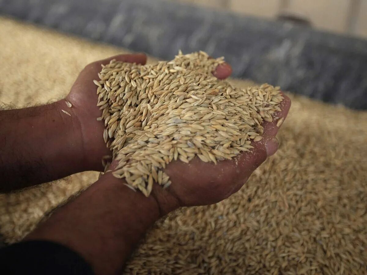 Колосья в руках. Необрушенный рис. Праве в зерно. Этапы выращивания хлеба. Зерно в руках.