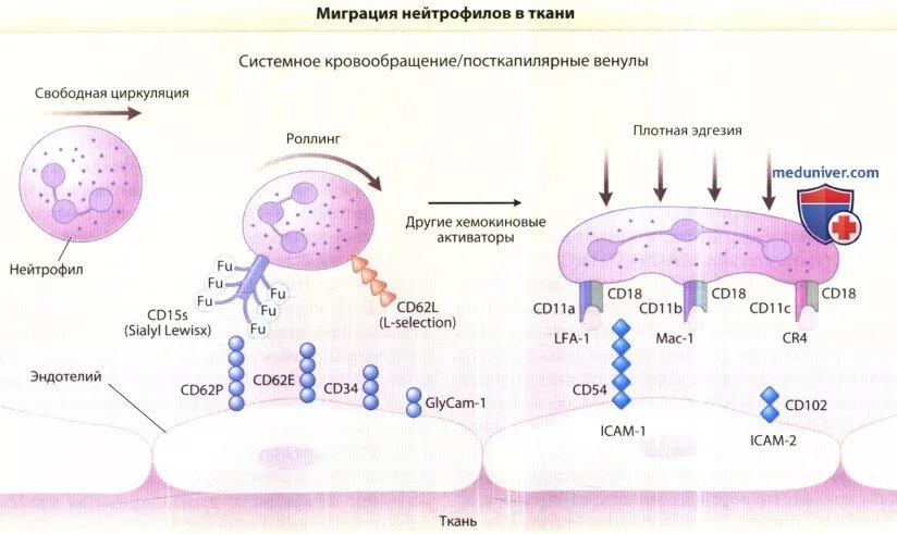 Механизмы миграции клеток. Стадии миграции нейтрофилов. Механизм миграции. Схема миграции данных. Механизм миграции.