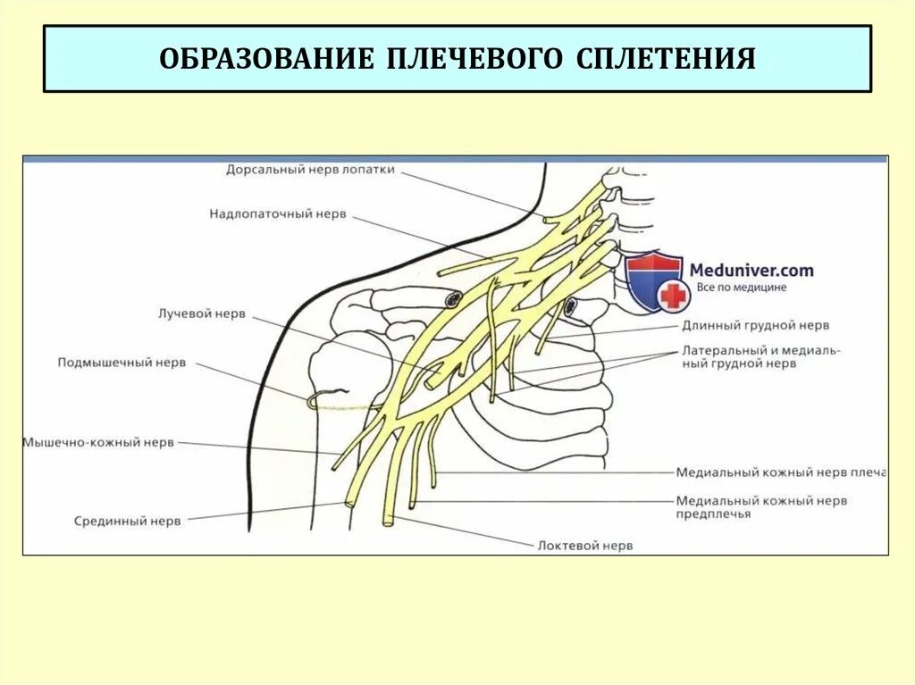 Ветви плечевого сплетения анатомия. Подкрыльцовый нерв топография. Подмышечный нерв анатомия топография. Плечевое сплетение подмышечный нерв.