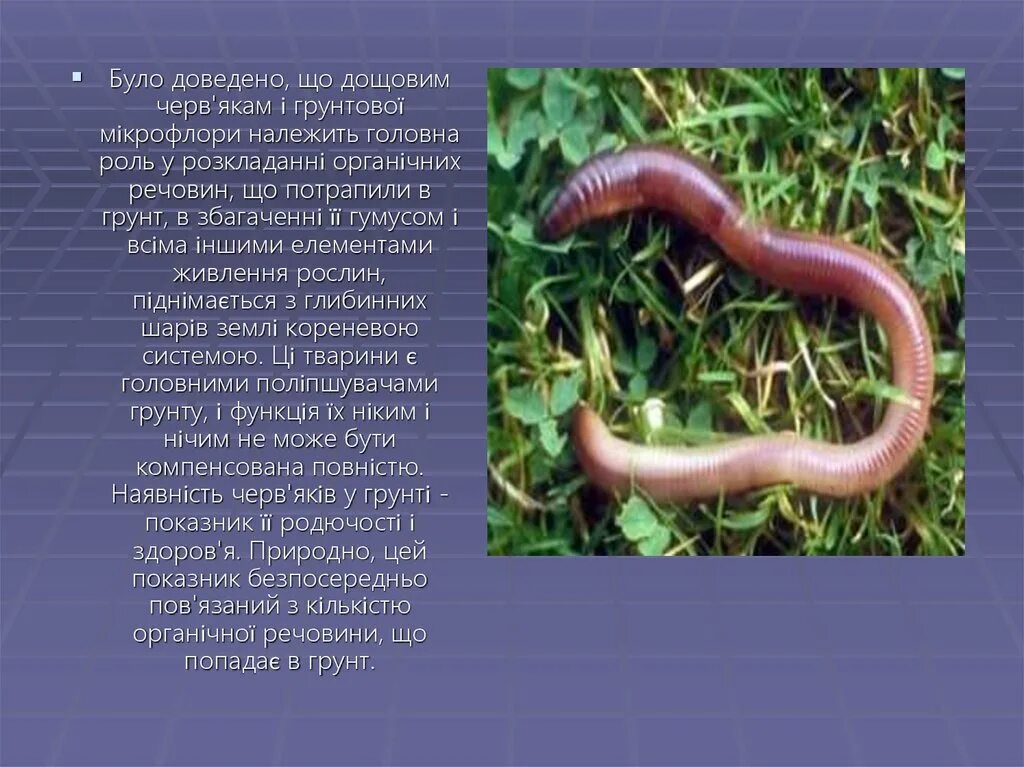 Дождевой червь предложение. Дождевой червь предложение