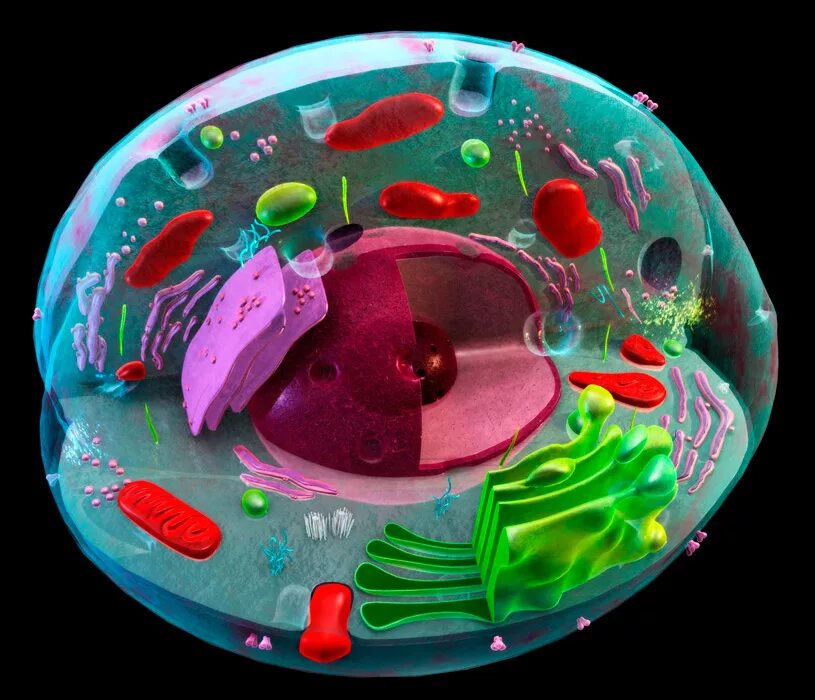 Живую клетку открыл. Эукариотическая клетка живого организма. Клетка cellula. Эукариоты микроскоп. Эукариоты Живая клетка.