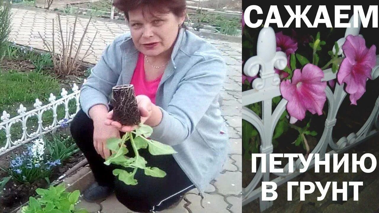 Петуния в грунте. Петунии в открытый грунт. Высаживание петунии в открытом грунте. Посадка петунии в открытый грунт. Посадка петуний в грунт