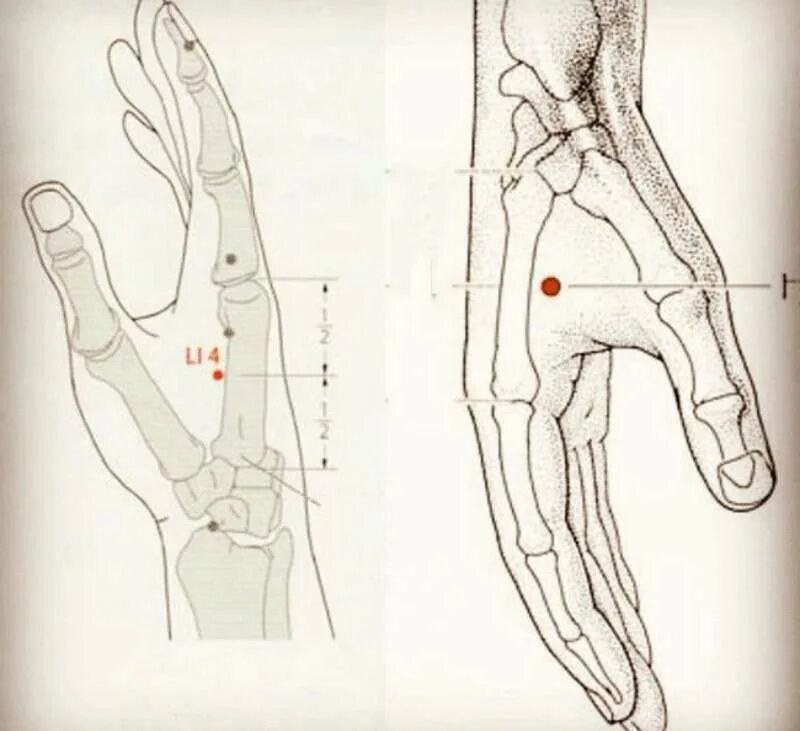 Точечный массаж (точки Жень-Чжун, Чэн-Цзян, Хэ ГУ).. Хэ ГУ точка акупунктуры. Акупунктурные точки. Точечный массаж рук. Китайская медицина руки