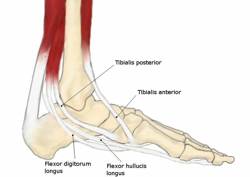 Foot muscle. Мышцы стопы плоскостопие. Стопа человека плоскостопия анатомия. Сухожилие большеберцовой мышцы анатомия. Сухожилие задней большеберцовой мышцы анатомия.