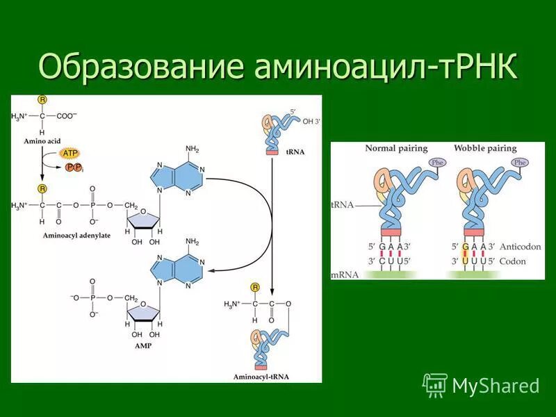 Синтез белка в растениях