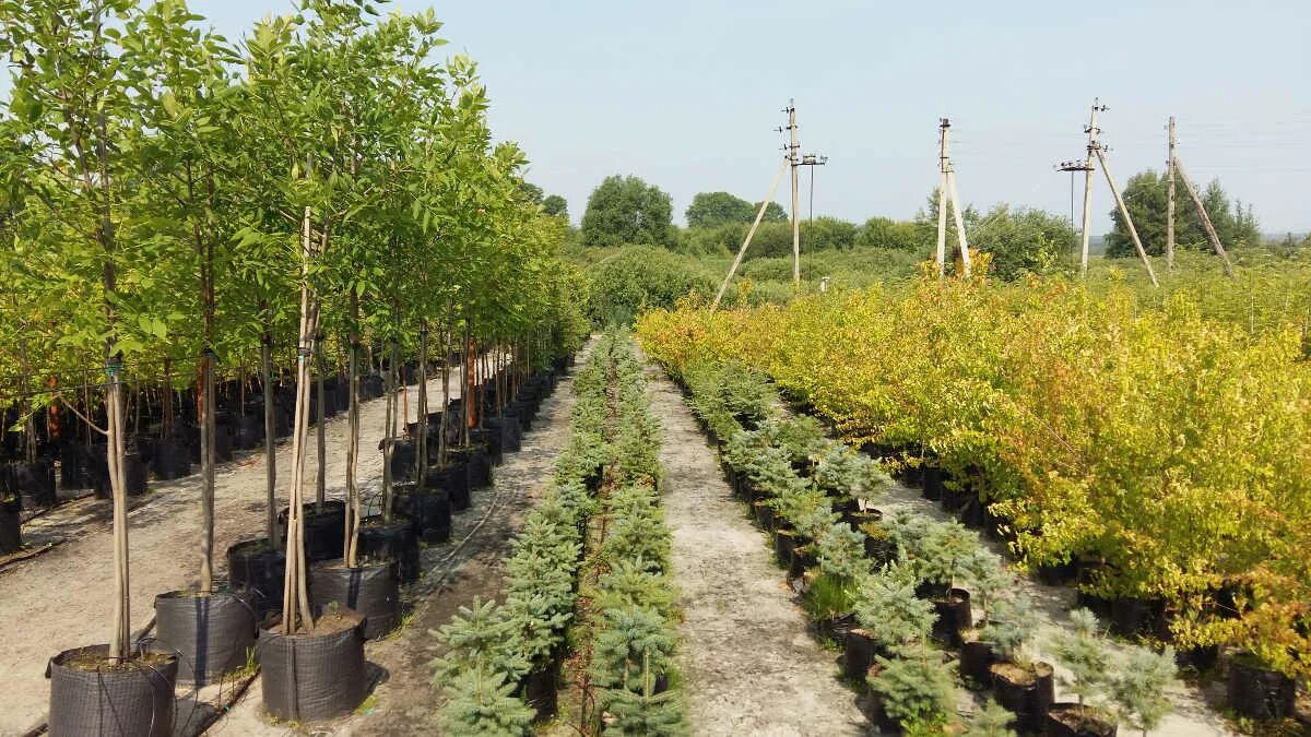 Саженцы деревьев минск. Крупномеры черешня. Липа мелколистная аллея. Катальпа бигнониевидная саженцы. Саженцы деревьев минск.