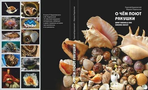 Песня ракушка