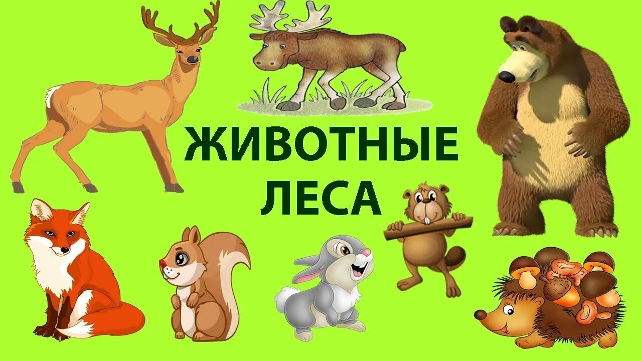 Дикие животные для детей. Лесные животные для детей. Животные леса для дошкольников. Картинки животных для детей.