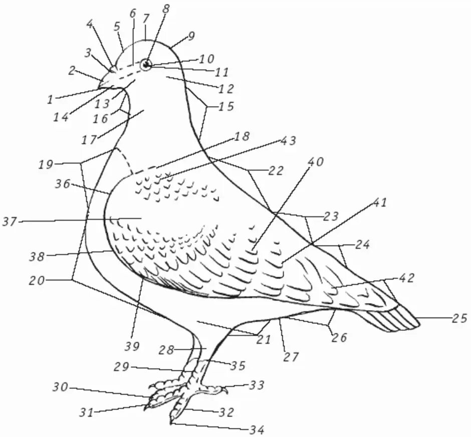 Внешнее строение сизого голубя. Голубь биология внешнее строение. Схема строения голубя. Анатомия голубя внешнее.