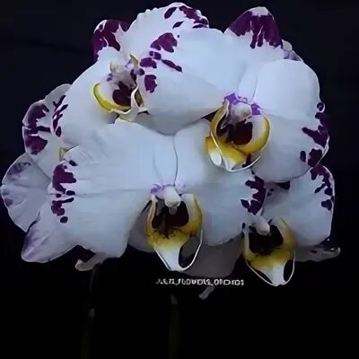Орхидея моцарт фото фаленопсис