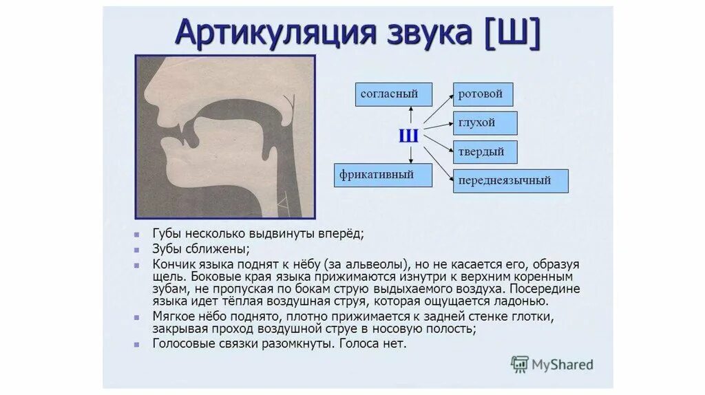 Описание артикуляции звука и