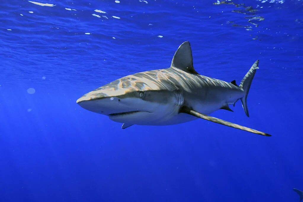 Есть ли акулы в египте. Рифовые акулы в Египте. Рифовая акула молот. Акула молот Египет.