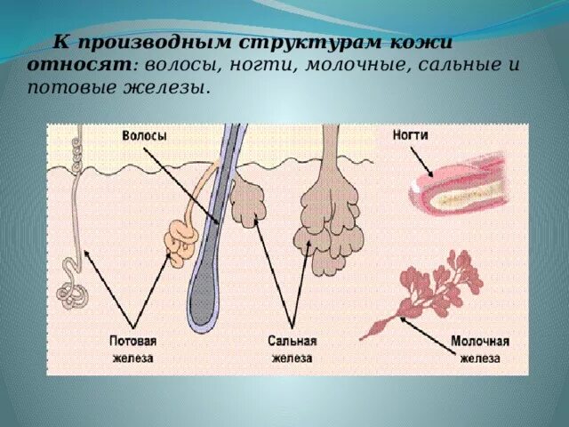 Млечные железы и потовые железы млекопитающих. Кожные железы млекопитающих сальные ?. Производные кожи потовые железы молочные железы. Сальные железы и потовые железы. Функции потовых и сальных желез.