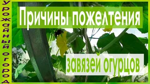 Почему желтеет завязь огурцах в теплице