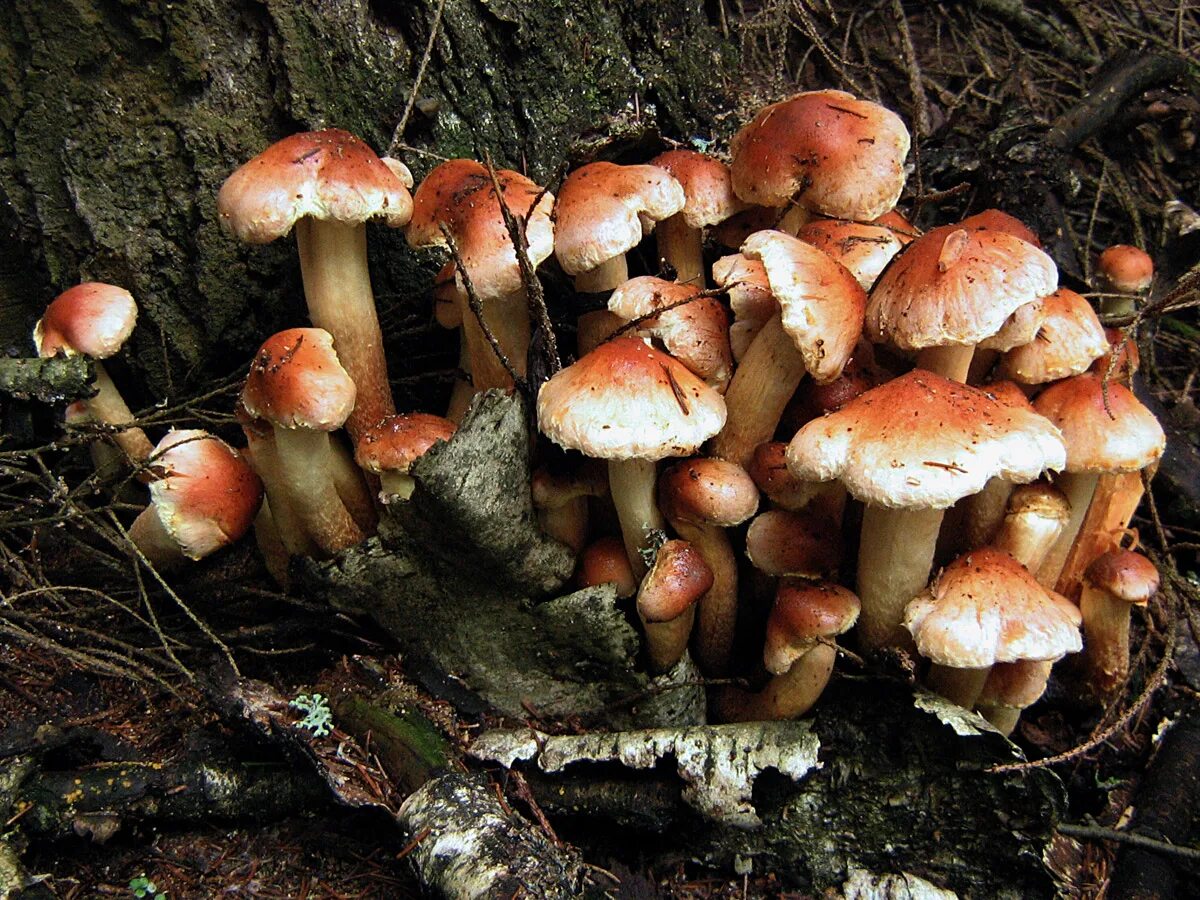 опенок кирпично-красный hypholoma lateritium. красные опята съедобные. ложный опенок кирпично красный. Hypholoma sublateritium. ложный опенок кирпично красный.