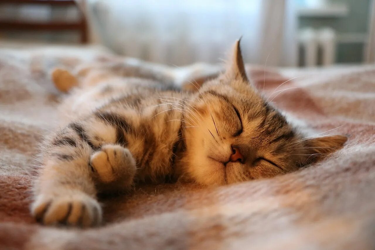 Доброй сладких. Кот спит. спокойной ночи котик. спокойной ночи сладких снов котики и кошки. спокойной ночи кот зевает.