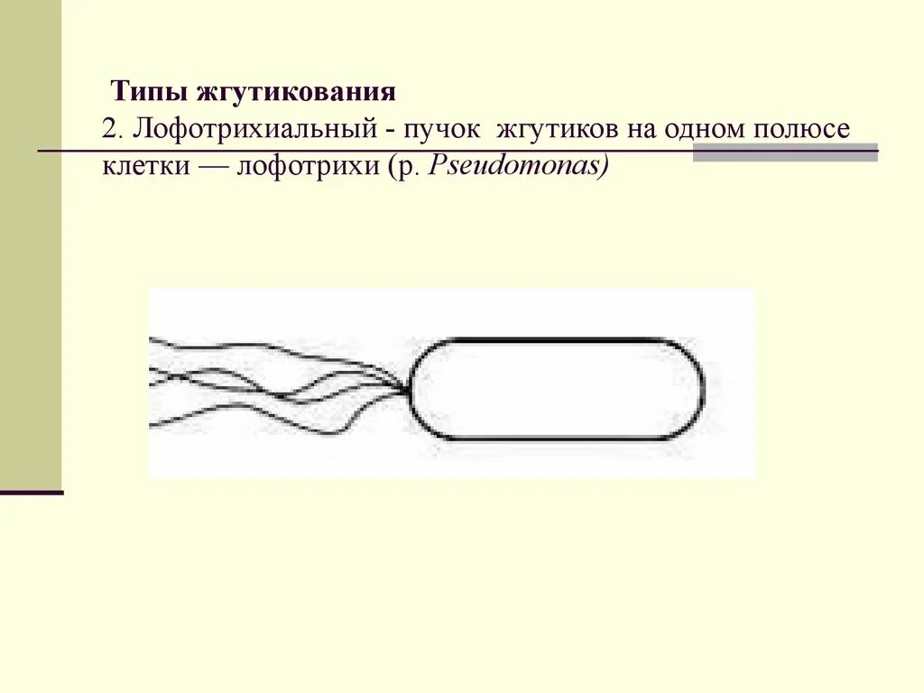 Лофотрихи. Монотрихи лофотрихи. Монотрихи лофотрихи амфитрихи. Типы жгутикования бактерий. Типы жгутиков у бактерий.