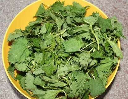 Листья крапивы сырье