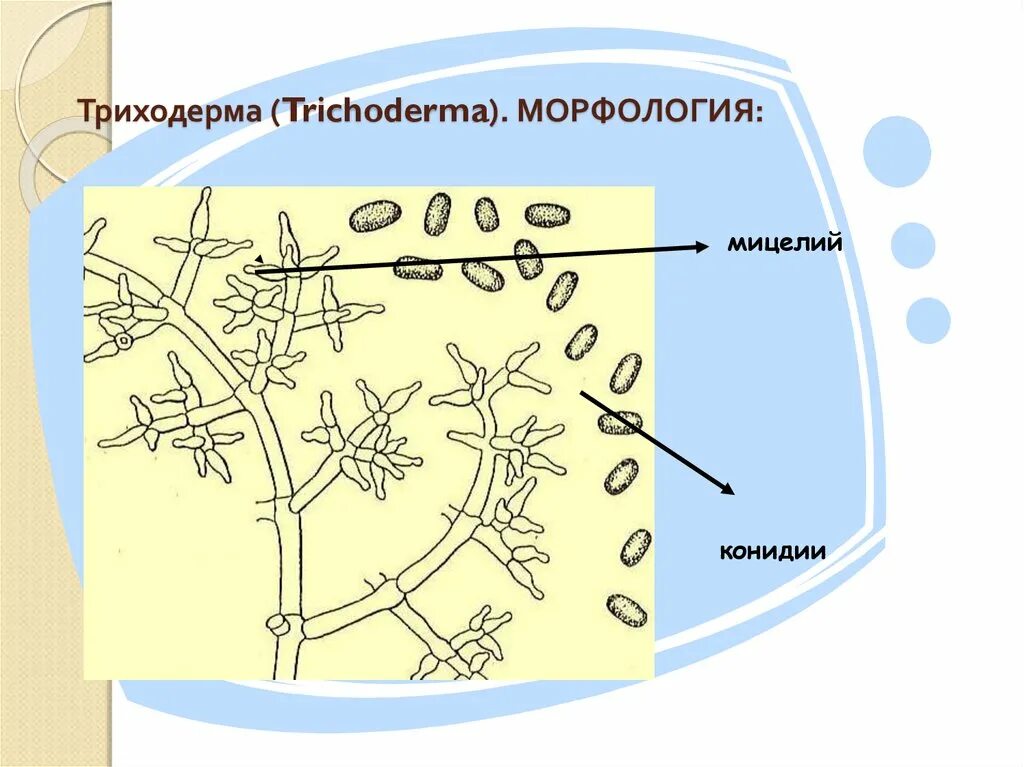 Обнаружены споры и мицелий. Триходерма строение гриба. Морфологические признаки грибов триходерма. Мицелий триходермы. Строение триходермы.