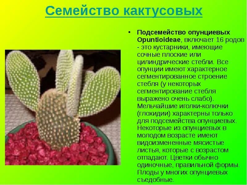 Кактусовые семейство сообщение. Опунция семейства кактусовых. Подсемейство Опунциевые. Информация об кактусе опунция. Стебель кактуса.