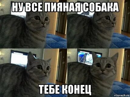 Коту концу