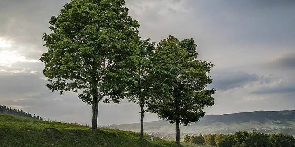 Красивое зеленое дерево. Деревья пестрят. Деревья пестрят. Деревья в апреле. Кайин дарахти.