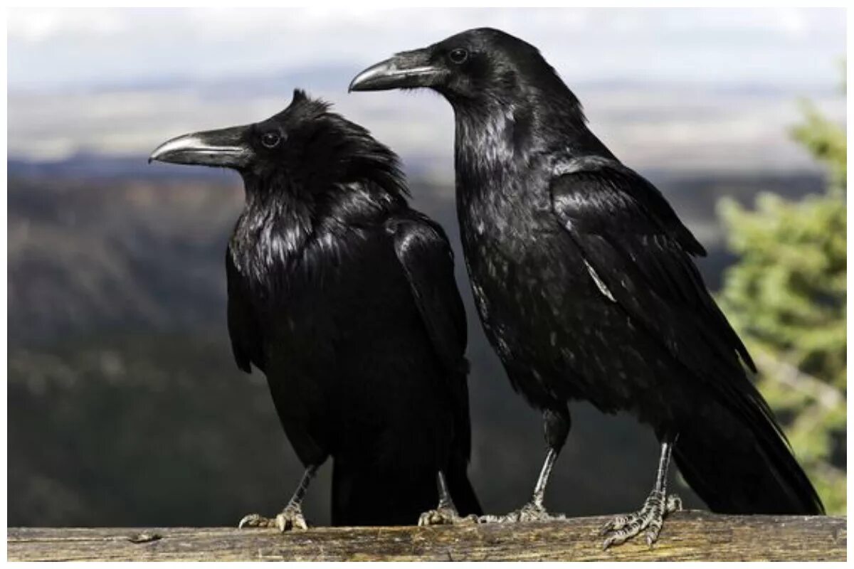 Чем ворона похожа на стол. Ворон обыкновенный. Два ворона. Черный ворон. Черный.
