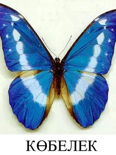 Неміс атасы мен немересі порно видео