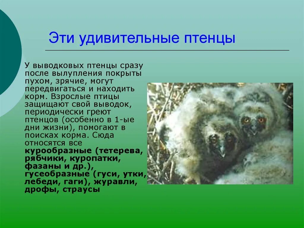 Почему в выводке не было птенцов. Пуховые птенцы выводковых птиц. Птенцы Дрофы выводковые. Птенцы выводковых птиц покрыты пухом. Выводковые птенцы у кого.