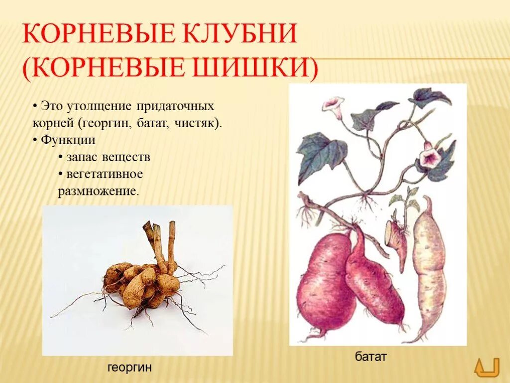 Корнеклубни корневые шишки функции. Корневые шишки батата - видоизменение. Корневые шишки батата и корнеплоды. Видоизмененный корень имеется у