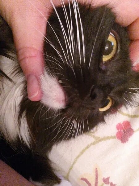 Черные губы у кошек. Черные губы у кошек