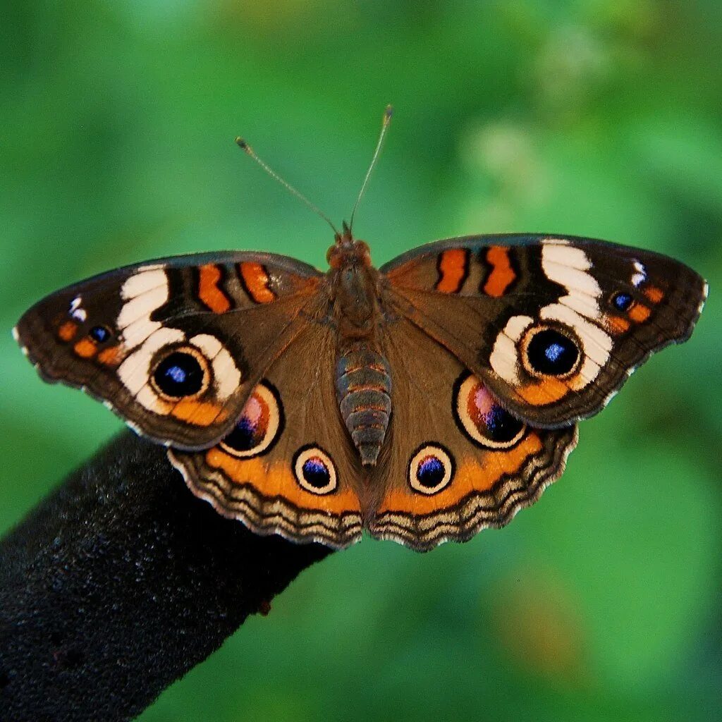 Покажи где бабочка. Бабочка Junonia coenia. Бабочка Павлиноглазка Мимикрия. - Павлиний глаз, - Махаон, - Адмирал.. Бабочка Урания Мадагаскарская.