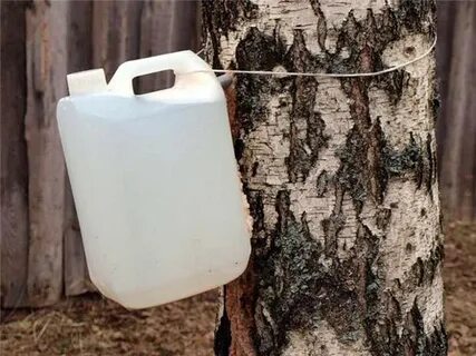 Березовый сок для печени