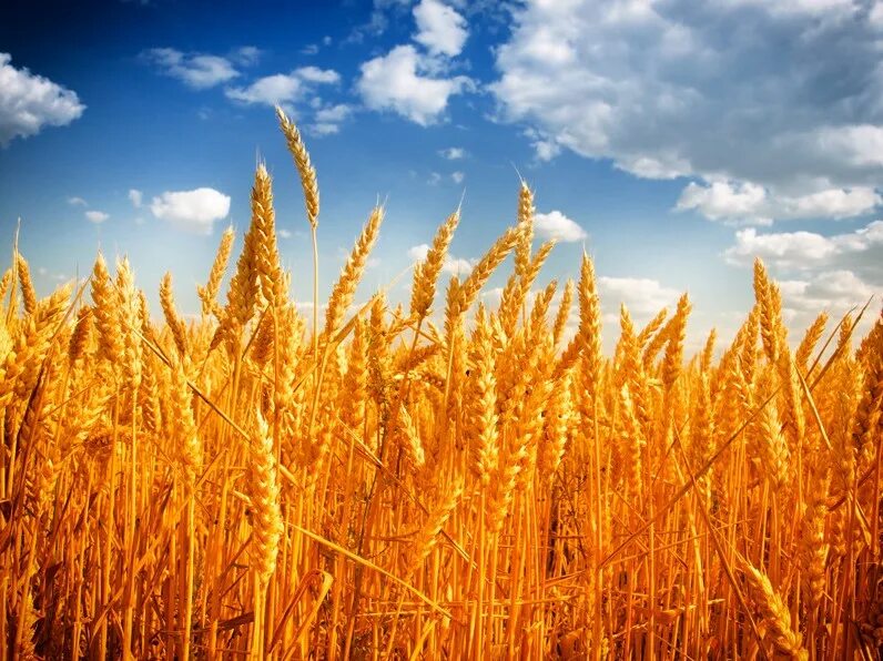 желтая пшеница. пшеничное поле. фон поле. золотистые поля. желтая пшеница.