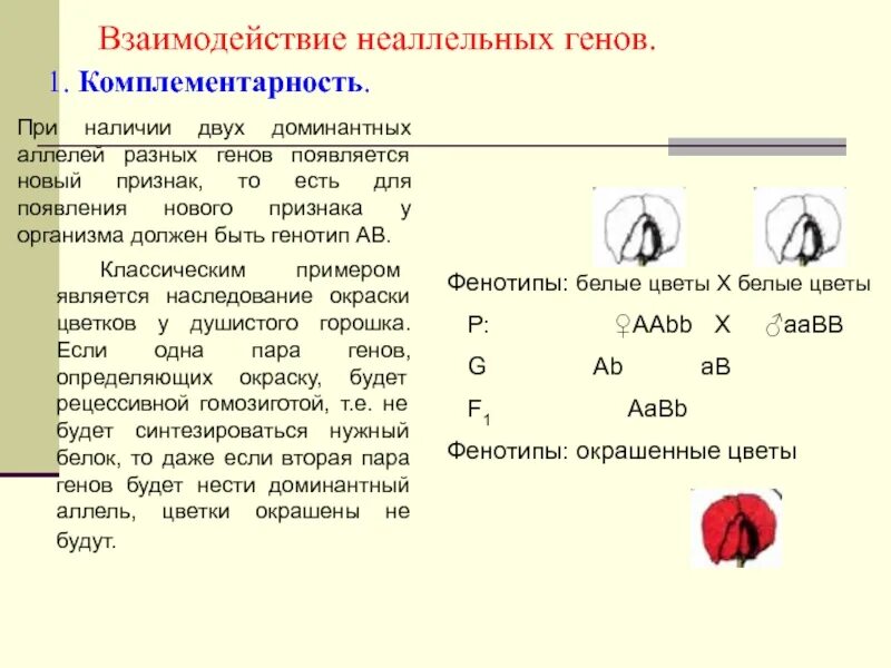 Различные аллельные гены. Тип наследования комплементарность. Неаллельные гены комплементарность эпистаз Полимерия. Наследование признаков неаллельных генов. Неаллельное взаимодействие генов расщепление.