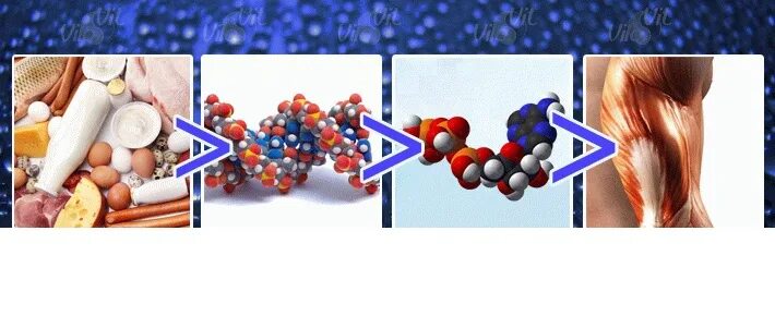 Вывод белков. Белки в организме человека. Действие белка на организм человека. Белок строительный материал для организма. Важность белка в организме человека.