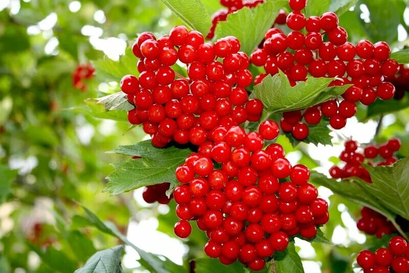 родственница калины с черными и красными ягодами